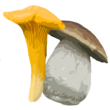 Mapa de boletus y rebozuelos